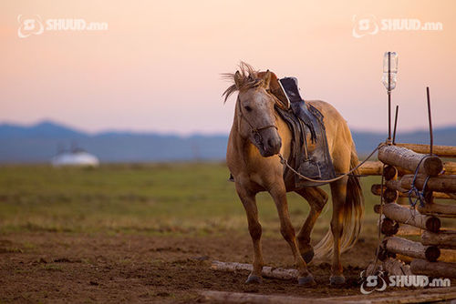 Хоёр настай хүүхэд моринд өшиглүүлж, толгойдоо 4 оёдол тавиулжээ